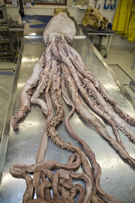 the pathless giant squid